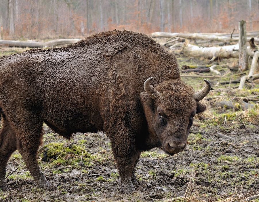 A European bison standing in open grassland