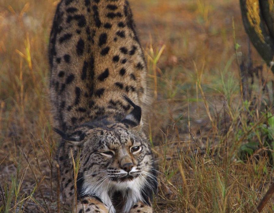 An Iberian lynx stretching in scrubland