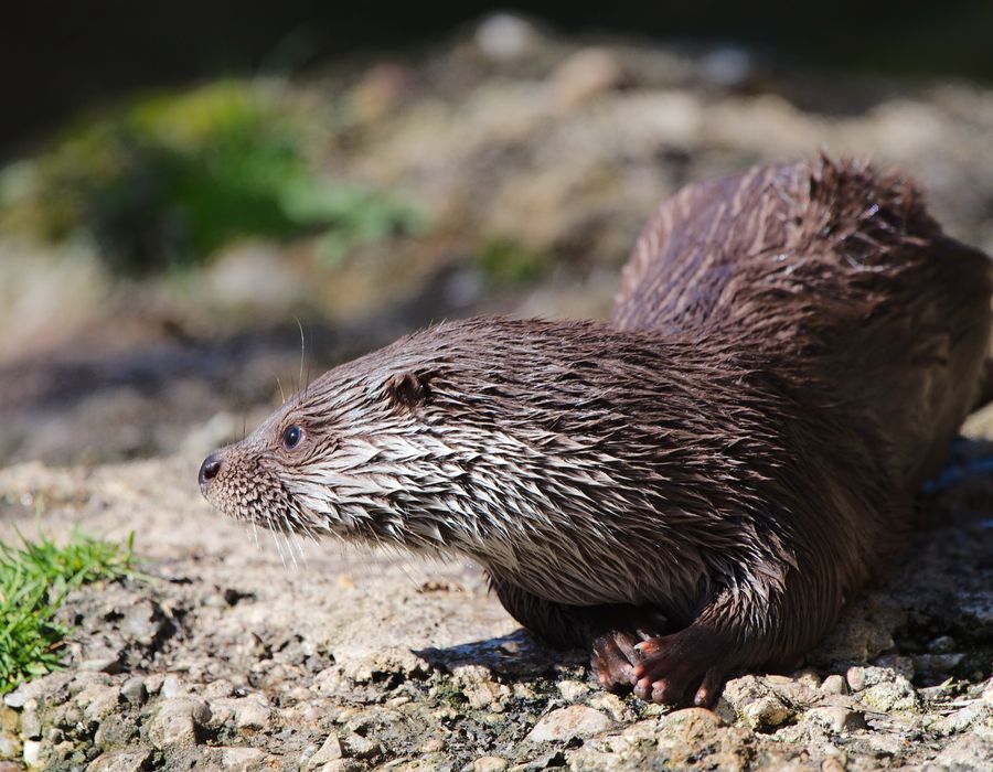 A Eurasian otter at the water line