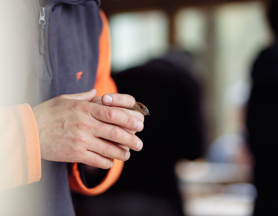 A ringed songbird held in a researcher’s hands before release