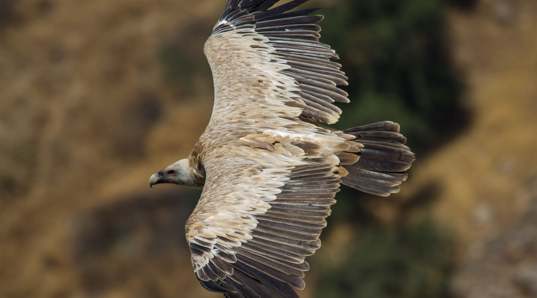 A griffon vulture in flight