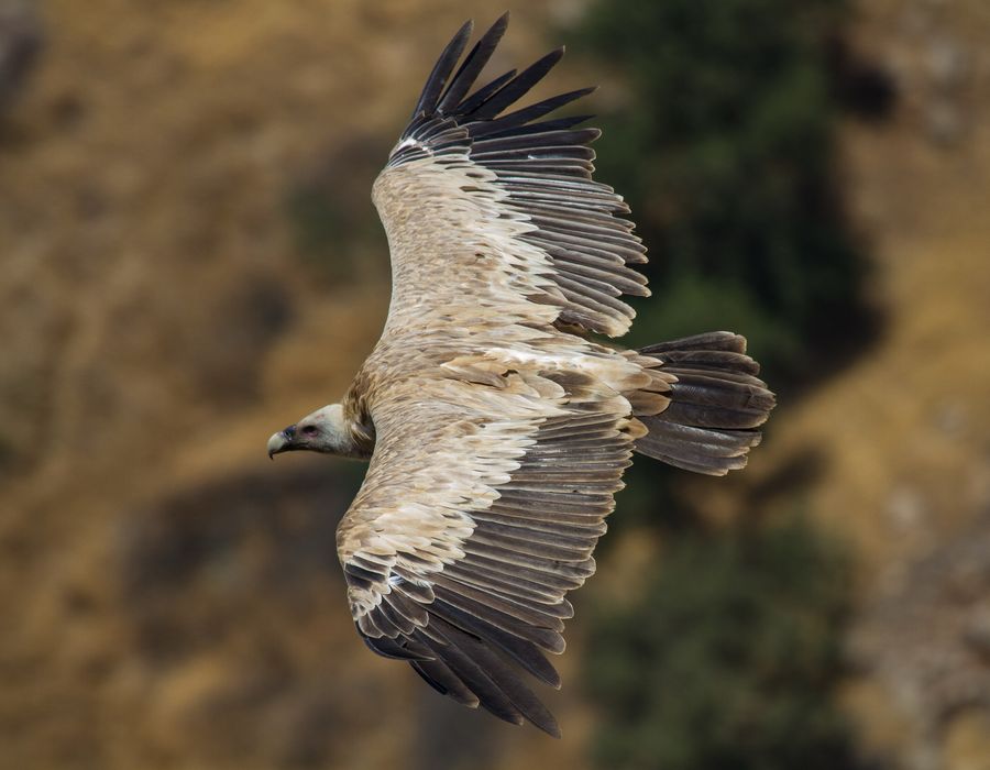 A griffon vulture in flight