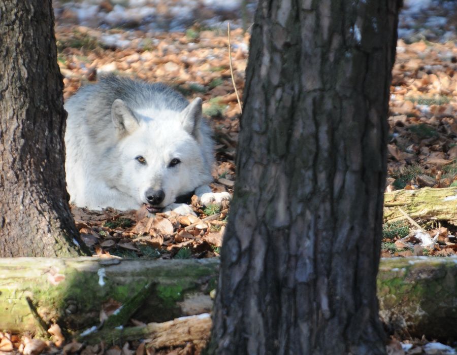 A wolf resting among trees in winter woodland